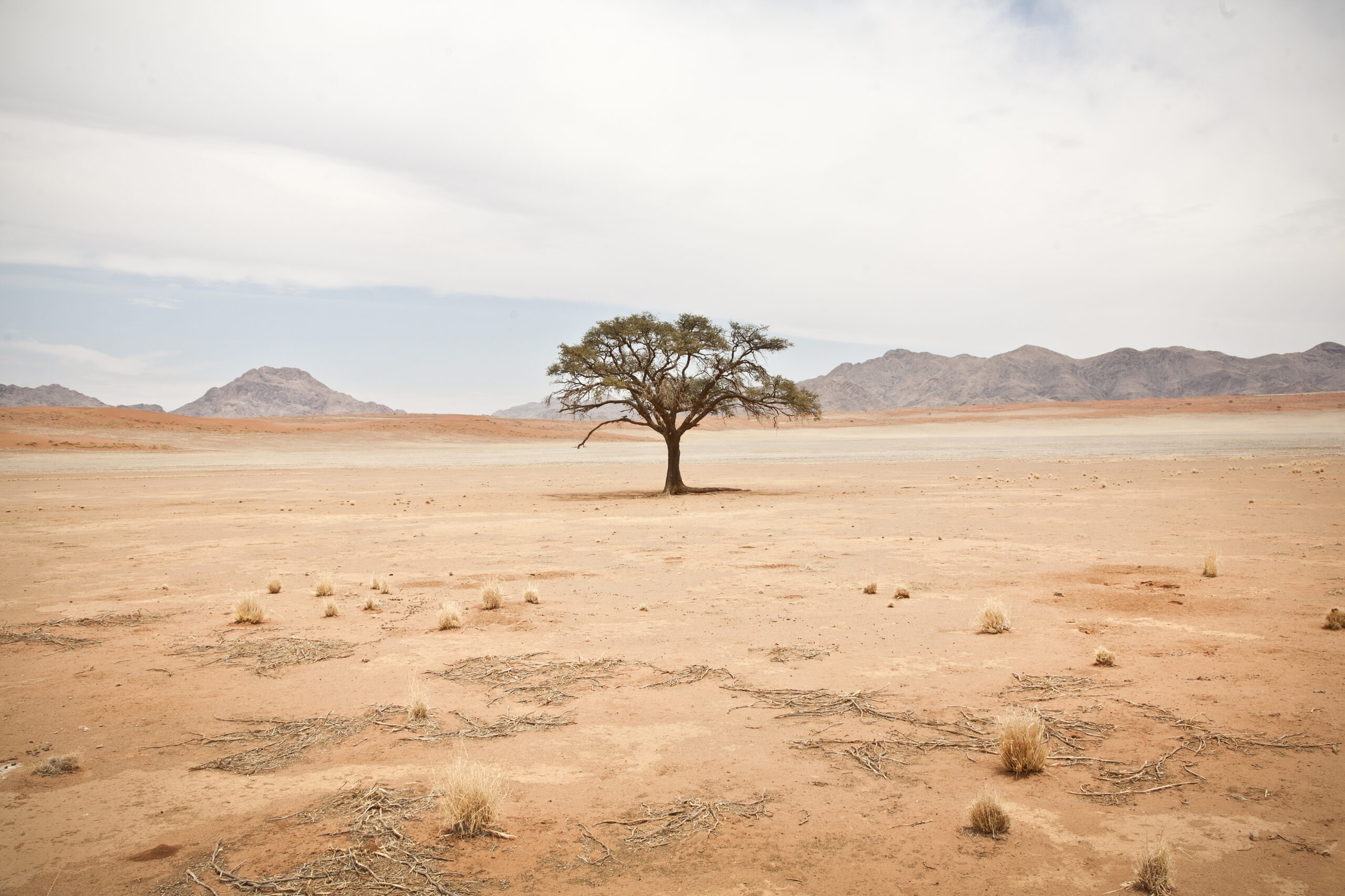 A lone tree in the middle of nowhere